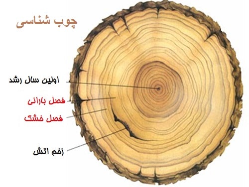 دانلود جزوه کامل چوب شناسی و مدیریت حفاظت چوب pdf