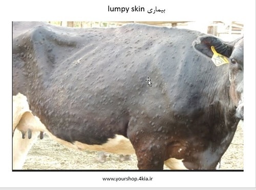 دانلود مقاله در مورد بیماری lumpy skin (لامپی اسکین) در گاو و گوساله پاورپوینت ppt