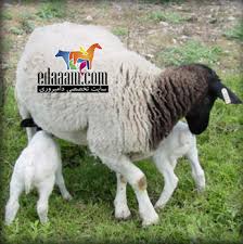 دانلود سمینار فلاشینگ در گوسفند – افزایش چند قلو زایی در گوسفندان – پاورپوینت  ppt