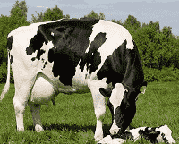دانلود سمینار سقط جنین در گاو شیری (پاورپوینت)