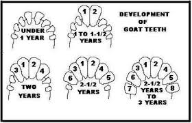 آموزش تعیین سن گاو