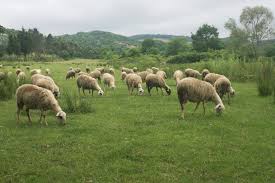 دانلود مقاله چرای گوسفندان در مراتع – تغذیه میش در مرتع پاورپوینت ppt – چرای گوسفندان در طبیعت