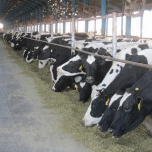 جایگاه پرورش گاو شیری