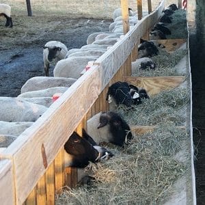 دانلود مقاله و سمینار جایگاه های نگهداری و پرورش گوسفند بصورت فایل پاورپوینت ppt