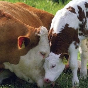 دانلود مقاله تشخیص آبستنی در گاو شیری فایل پاورپوینت ppt