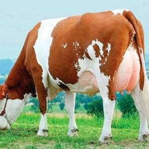 دانلود مقاله ارزیابی گاو شیری و گاو گوشتی ppt