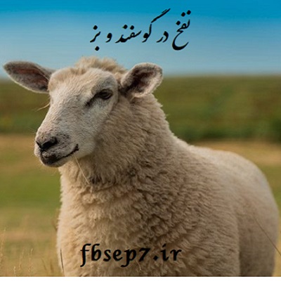 نفخ در گوسفند و بز