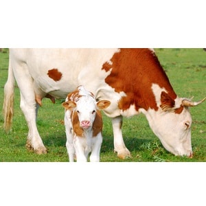 دانلود مقاله از شیر گیری گوساله (eaning af Calve) فایل پاورپوینت ppt