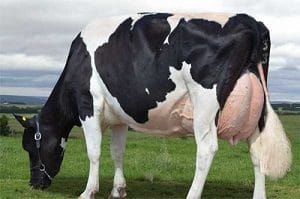 دانلود مقاله فحلی در گاوهای شیری (Estrus in dairy cattle) فایل پاورپوینت