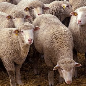 سمینار سقط جنین در میش گوسفند